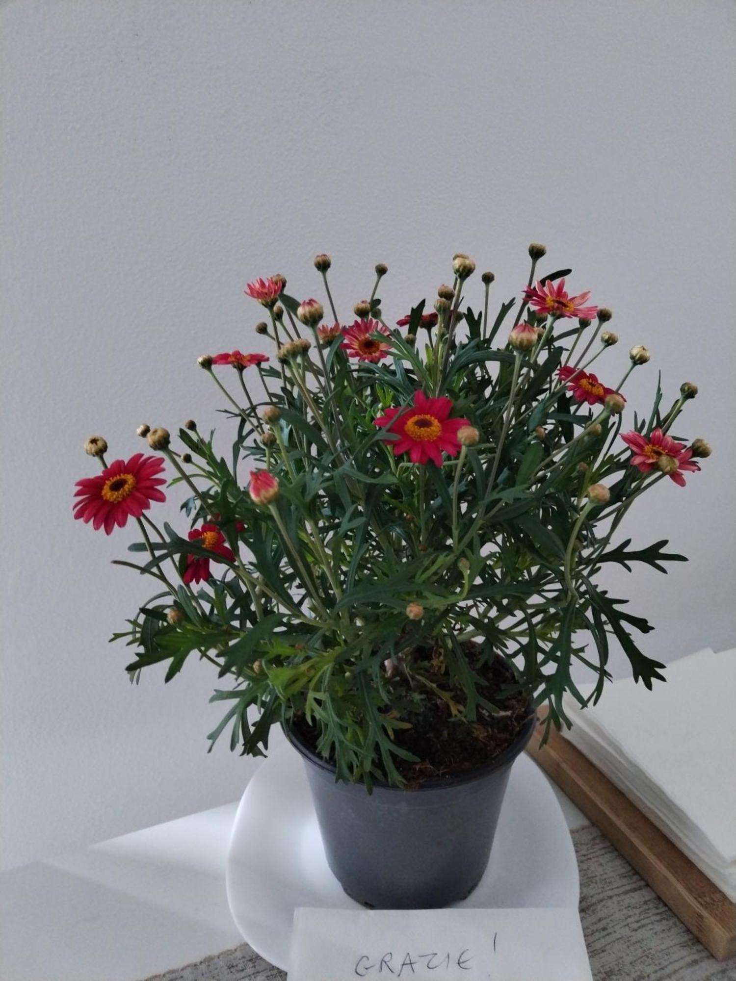 Un Balcone Sul Lago Omegna Zewnętrze zdjęcie