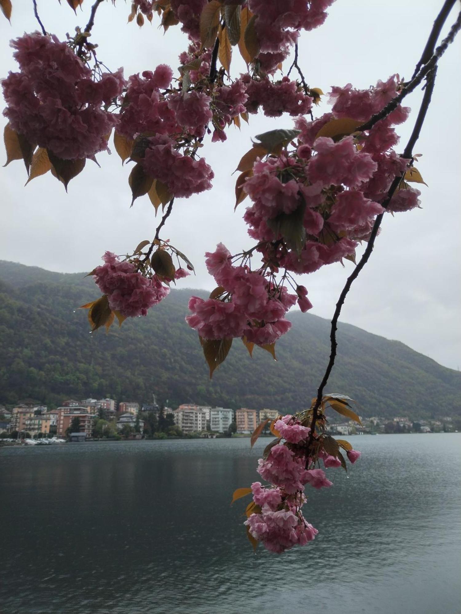 Un Balcone Sul Lago Omegna Zewnętrze zdjęcie